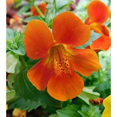 Mimulus “Magic” - Photo by Ruff tuff cream puff (CCO 1.0)