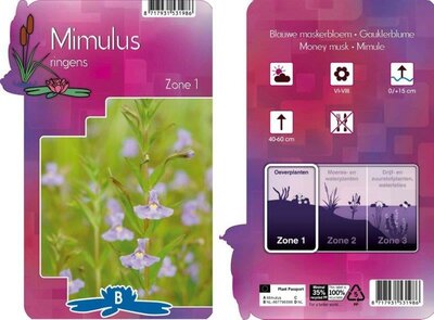 Mimulus ringens (9cm pot)