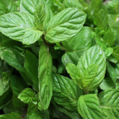 Mint Basil - Image courtesy of PxHere