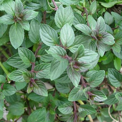 Mint 'Chocolate' - Photo by Downtowngal (CC BY-SA 3.0)