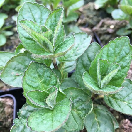 Mint 'Grapefruit' - Image courtesy of Schram Plants
