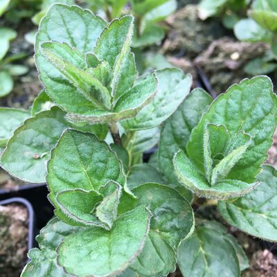 Mint 'Grapefruit' - Image courtesy of Schram Plants