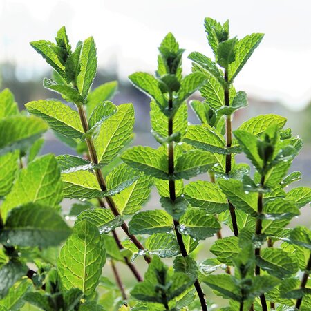 Mint, 'Mojito' - Image courtesy of pxhere (CC0)