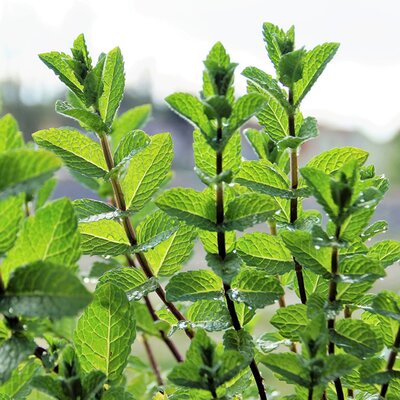 Mint, 'Mojito' - Image courtesy of pxhere (CC0)