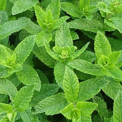 Moroccan Mint - Image by PommeGrenade from Pixabay