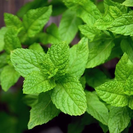 Mint, Orange - Image by congerdesign from Pixabay 