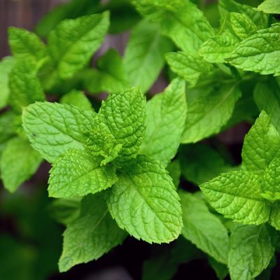 Mint, Orange - Image by congerdesign from Pixabay 