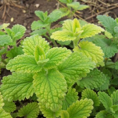 Mint 'Strawberry' - Image courtesy of pxhere