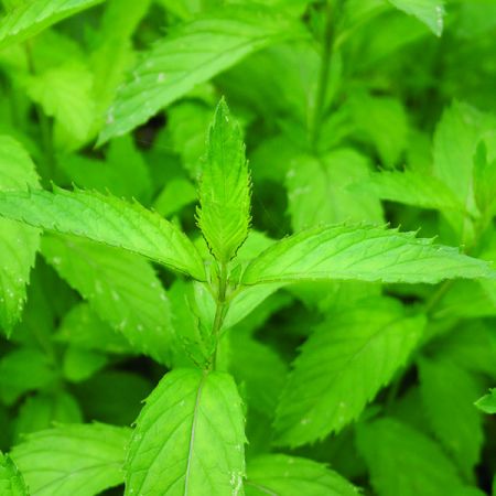 Mint 'Swiss Spearmint  (9cm pot)
