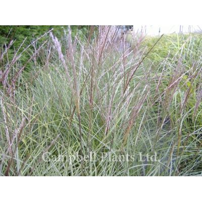 Miscanthus “Ferner Austen“ - Image courtesy of Campbell Plants Ltd