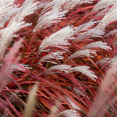 Miscanthus 'Lady in Red' - Image courtesy of Plantipp