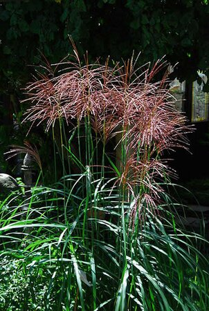 Miscanthus 'Malepartus' - Photo by Schnobby (CC BY-SA 3.0)