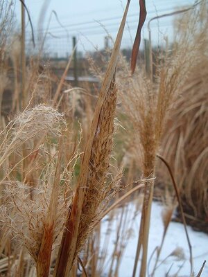 Miscanthus 'Silberfeder' - Photo by Maxwahrhaftig~commonswiki  (GFDL)