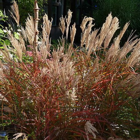 Miscanthus sin. 'Ferner Osten' - Photo by Schnobby (CC BY-SA 3.0)