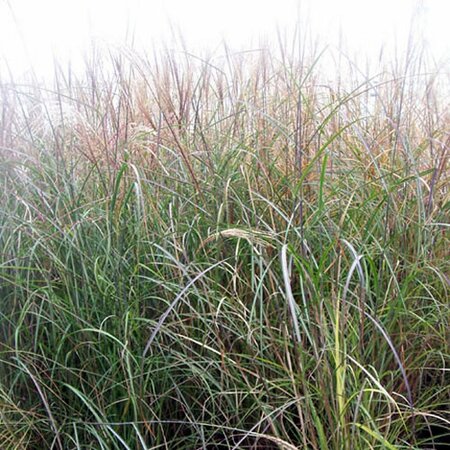 Miscanthus sinensis 'Kleine Fontäne' - Photo by Leonora (Ellie) Enking (CC BY-SA 2.0)