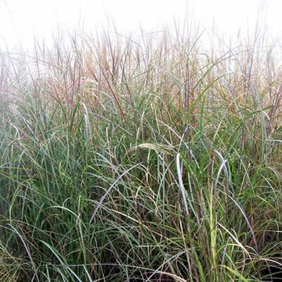 Miscanthus sinensis 'Kleine Fontäne' - Photo by Leonora (Ellie) Enking (CC BY-SA 2.0)