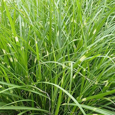 Miscanthus 'Zebrinus' (3L pot)
