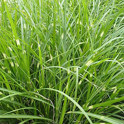 Miscanthus 'Zebrinus' (3L pot)