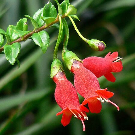 Mitraria coccinea 'Clarks Form' - Photo by Stan Shebs (GFDL)