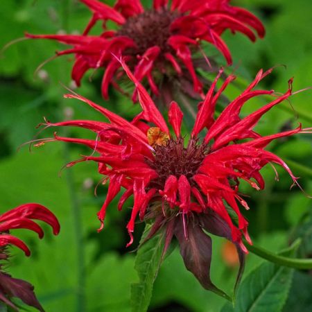 Monarda “Cambridge Scarlet” - Image by Manfred Antranias Zimmer from Pixabay 