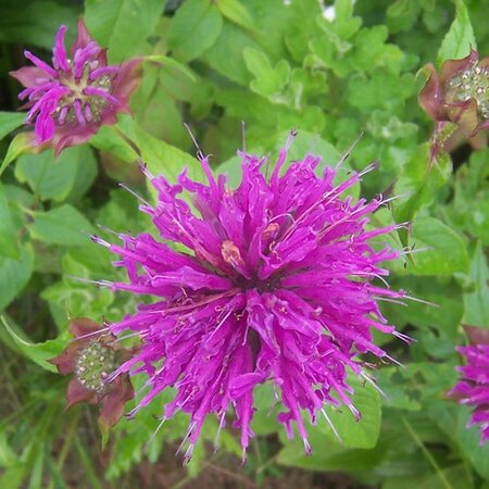 Monarda 'Balmy Purple' - Photo by Gittinsj (CC-BY-SA 3.0)