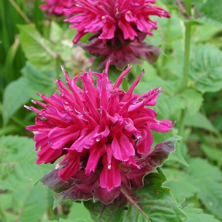 Monarda 'Balmy Rose' - Image by Robbi Hoy from Pixabay 