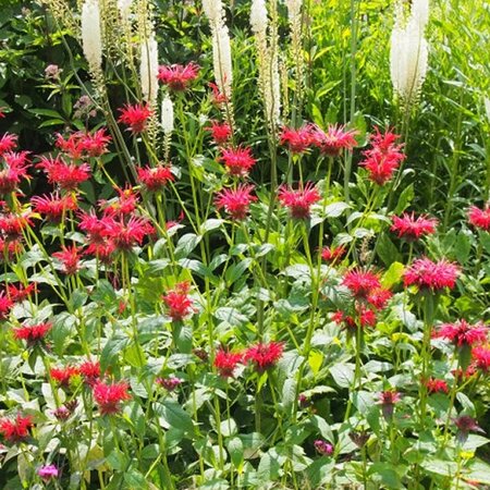 Monarda 'Garden View Scarlet' - Image courtesy of Easyscape (CC BY-SA 4.0)