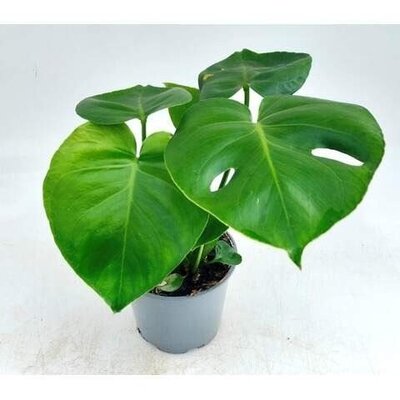 Monstera deliciosa - Image courtesy of Ben Vista