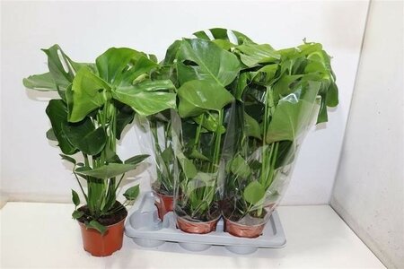 Monstera deliciosa (2L pot) - Image courtesy of Plantline
