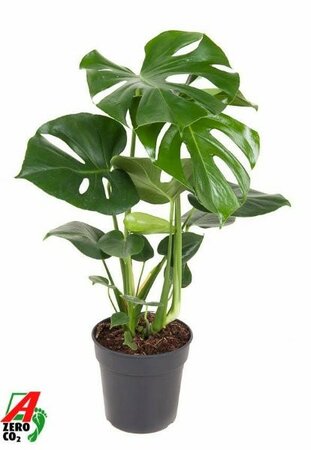 Monstera deliciosa bush (19cm pot) - Image courtesy of Plantline