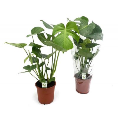 Monstera delicosa  - Image courtesy of Pannebakker