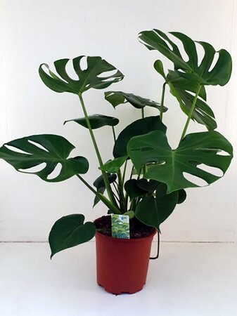 Monstera delicosa  - Image courtesy of Pannebakker