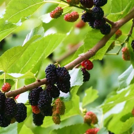 Morus nigra / Mulberry (7.5L pot)
