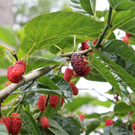 Mulberry 'Mojo Berry' - Image by Ирина Кудрявцева from Pixabay 