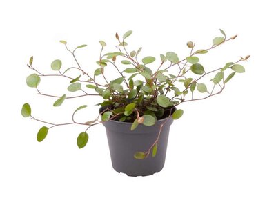 Muehlenbeckia Complexa - Image courtesy of Plantline