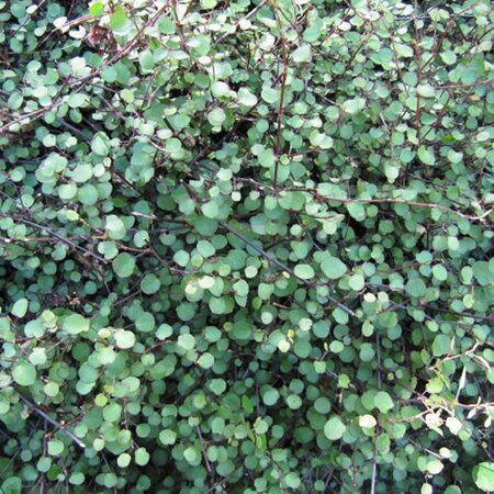 Muehlenbeckia Maori  - Photo by Leonora (Ellie) Enking (CC BY-SA 2.0)