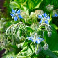 Mulcher & Accumulator Plants