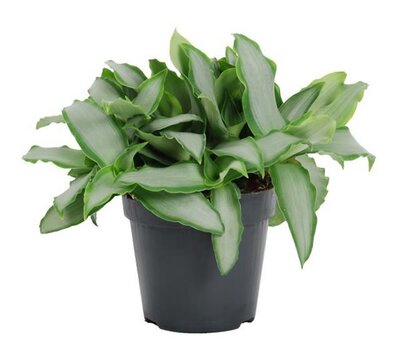 Murdannia 'Bright Star' (12cm pot)