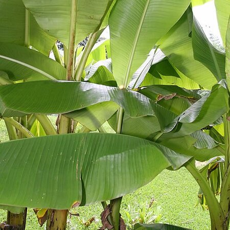 Musa basjoo - Photo by David J. Stang (CC BY-SA 4.0)