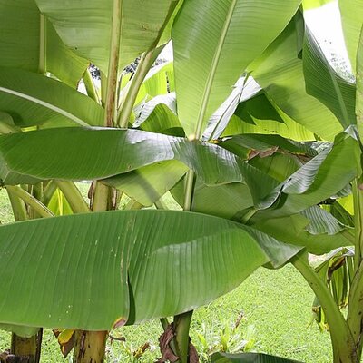 Musa basjoo - Photo by David J. Stang (CC BY-SA 4.0)