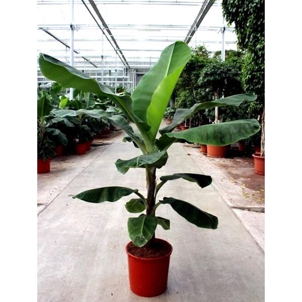 Dwarf musa banana plant care