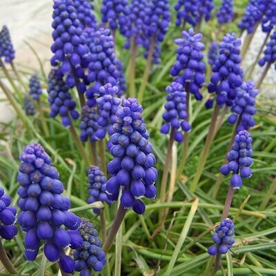 Muscari armeniacum (9cm pot)