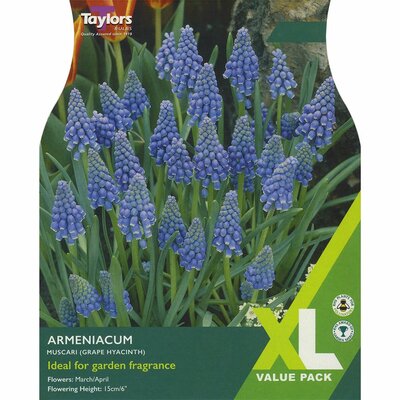 Muscari Armeniacum Xl