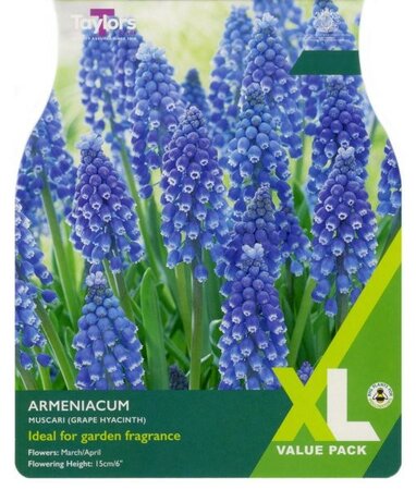 Muscari Armeniacum XL - Image courtesy of Taylors Bulbs