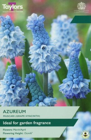 Muscari Azureum - Image courtesy of Taylor's Bulbs