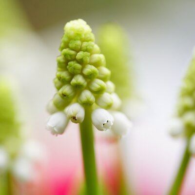 Muscari 'White Pearl' - Image by Mariya from Pixabay  