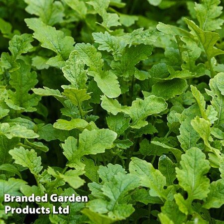 Mustard Autumn Sowing Leaves - Image courtesy of Thompson & Morgan