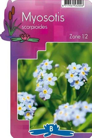 Myosotis scorpioides - Image courtesy of Pannebakker