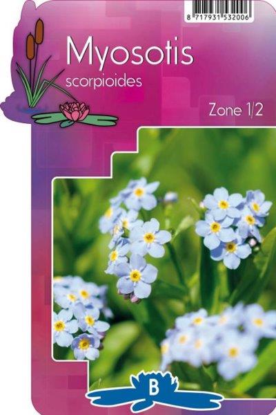 Myosotis scorpioides - Image courtesy of Pannebakker