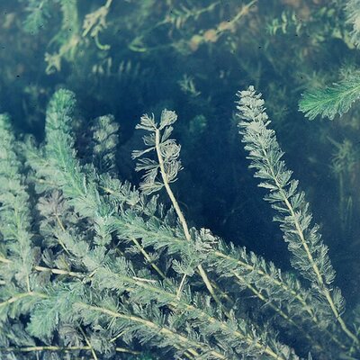 Myriophyllum spicatum – Photo by Ayotte, Gilles (CC BY-SA 4.0)